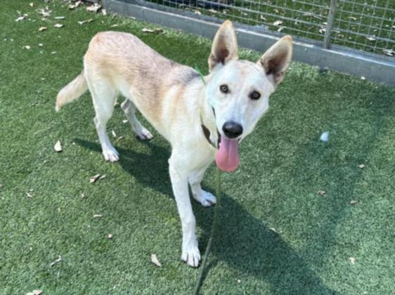 adoptable Dog in Van Nuys, CA named FENDI