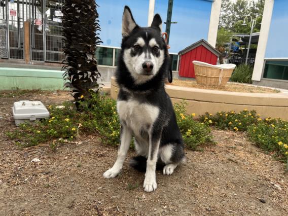 adoptable Dog in Van Nuys, CA named CHESTER