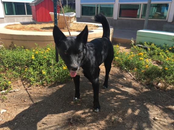 adoptable Dog in Van Nuys, CA named SENSATIONAL SHERRI