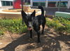 adoptable Dog in , CA named SENSATIONAL SHERRI