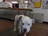 adoptable Dog in , CA named MULA