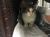 adoptable Cat in , CA named A2161237