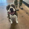 adoptable Dog in , CA named LIMA