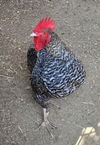 adoptable Chicken in Van Nuys, CA named SMALLY