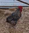 adoptable Chicken in  named BIG GUY