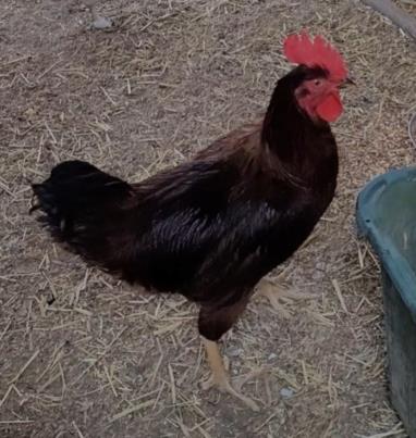 adoptable Chicken in Van Nuys, CA named RED