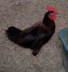 adoptable Chicken in  named RED