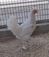 adoptable Chicken in  named DELAWARE