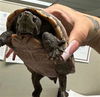 adoptable Turtle in Van Nuys, CA named SMILEY