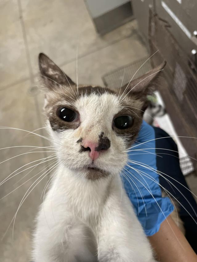 adoptable Cat in Van Nuys, CA named STELLA