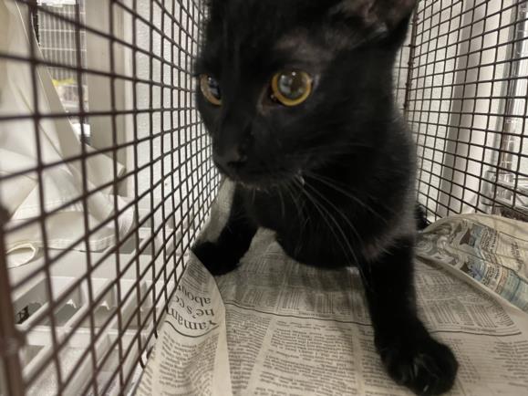 adoptable Cat in Van Nuys, CA named ADDIE