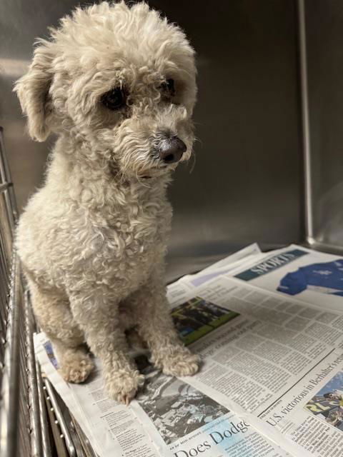 adoptable Dog in Van Nuys, CA named TITO