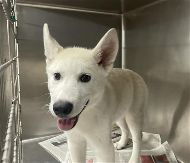 adoptable Dog in Van Nuys, CA named ICE CUBE