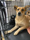 adoptable Dog in , CA named BIRDIE