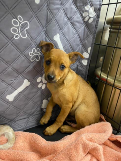 adoptable Dog in Van Nuys, CA named TAHOE