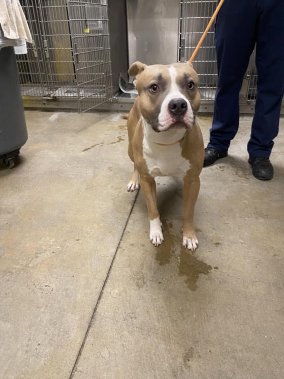 adoptable Dog in Van Nuys, CA named TODD