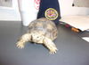 adoptable Tortoise in  named XENA