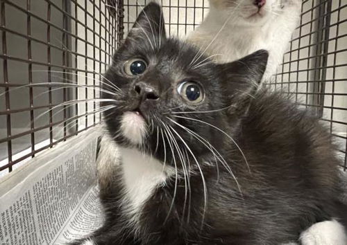 picture of the cat needing adoption