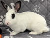 adoptable Rabbit in Van Nuys, CA named JO