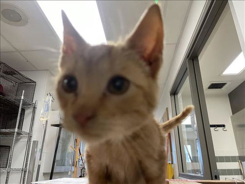 picture of the cat needing adoption