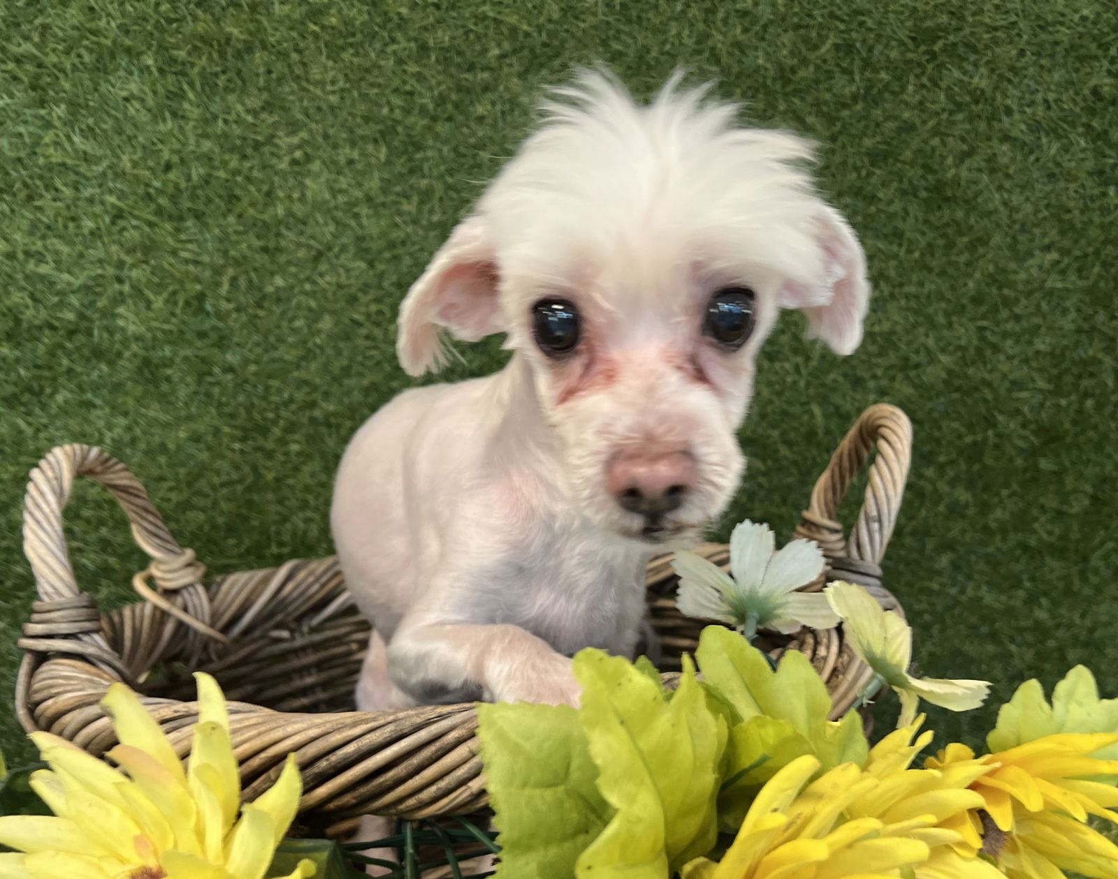 adoptable Dog in Van Nuys, CA named TOBY