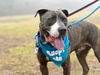 adoptable Dog in  named POPEYE