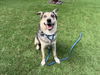 adoptable Dog in van nuys, CA named AUGIE