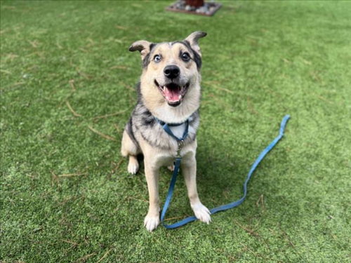 AUGIE - Australian Shepherd available for adoption