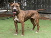 adoptable Dog in  named KAY