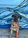 SAMSON - Photo 1