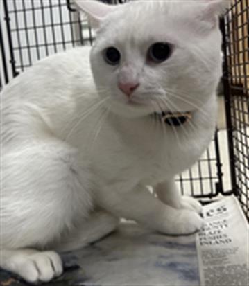 picture of the cat needing adoption