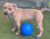 adoptable Dog in Van Nuys, CA named JACK