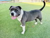 adoptable Dog in Van Nuys, CA named NALA