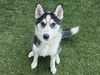 adoptable Dog in van nuys, CA named ARIA
