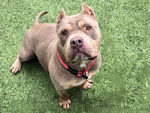 picture of the dog needing adoption