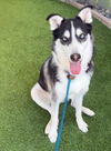 adoptable Dog in Van Nuys, CA named RAIDER