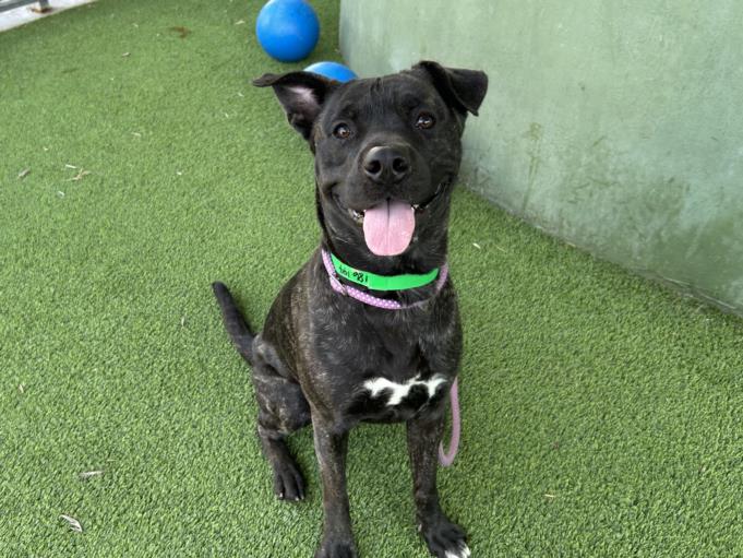 adoptable Dog in Van Nuys, CA named MIKE