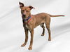 adoptable Dog in  named RICKY