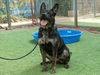 adoptable Dog in Van Nuys, CA named TITAN