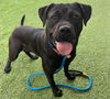 adoptable Dog in Van Nuys, CA named FARRAH