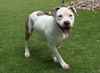 adoptable Dog in Van Nuys, CA named ROQI
