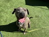 adoptable Dog in Van Nuys, CA named LUNA