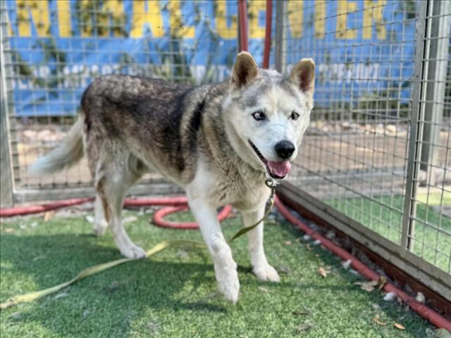 adoptable Dog in Van Nuys, CA named SULTAN