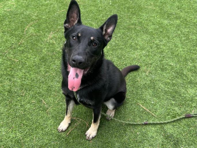 adoptable Dog in Van Nuys, CA named MYLON