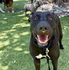 adoptable Dog in Van Nuys, CA named PEACH