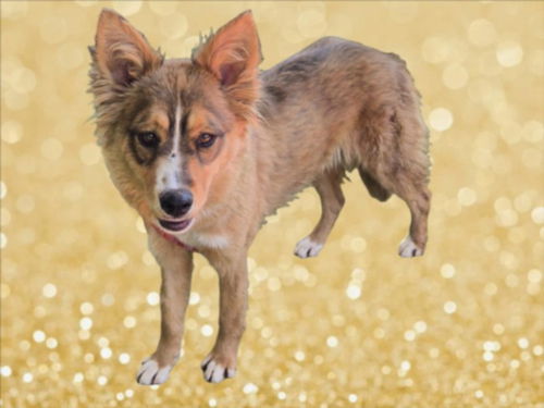 picture of the dog needing adoption