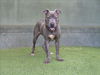 adoptable Dog in Van Nuys, CA named VEST