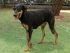 adoptable Dog in  named POUND CAKE