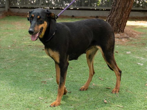 POUND CAKE - Doberman Pinscher / German Shepherd Dog available for adoption