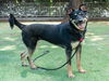 adoptable Dog in Van Nuys, CA named CALLIE